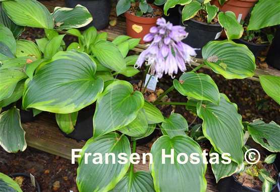 Hosta longipes 'Tenryu Nishiki'